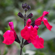 Salvia Cavalieri del Tau